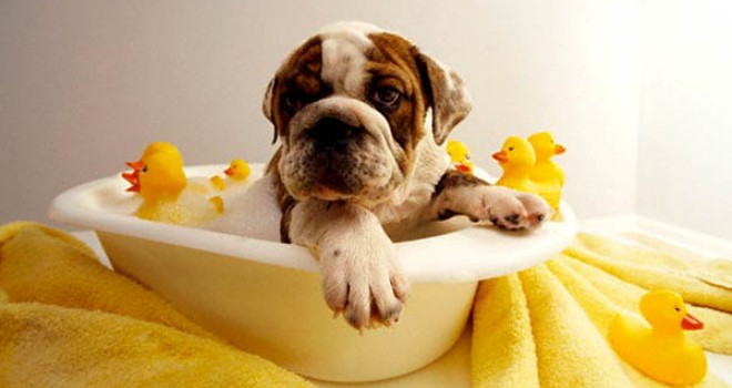 dog-bath-960x623